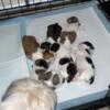 Beautiful Shish Tzu Puppies