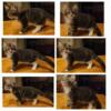 16 week old maine coon kittens ready for homes