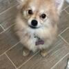 Pomeranian For Rehome