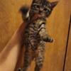 Two female Kittens looking for new homes