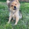 4 month old male pomeranian puppy