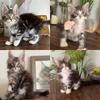 XL purebred Maine Coon kittens $1500