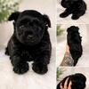 Morkie female 8 weeks