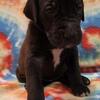 Akc Great Dane puppies