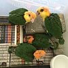 White Bellied Caiques