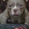 American Bullies Micro/Nano with papers