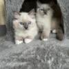 Mitted Blue Point Ragdoll Kittens