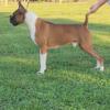 Akc Int'l CH Show Quality Fawn Import Male boxer.