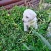 Beautiful  purebred Lab puppies