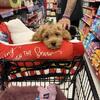 Cockapoo Puppy