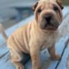 Shar Pei puppy, cream colored boy