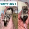 Fancy mice babies in KY