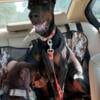 100% European Imported Doberman Pinscher AKC