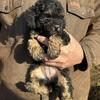 AKC Poodle Puppies-Miniature