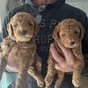 Mini golden doodles