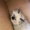 Female 12 week old Ragdoll kitten
