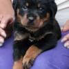 Pre rigisted akc German Rottweilers 1 girl 7 boys ready for rehoming Sept 16