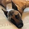 Precious – Stunning Belgian Shepard Looking for Her Forever Home