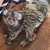 Common Marmosets White Tuffted Finger Monkeys