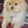 AKC Pomeranian 1 year and 5 months