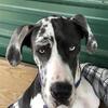 Stud Service-AKC Great Dane