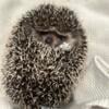 1 year old hedgehog for sale with cage $150