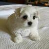 MalShi Male Puppies For Sale
