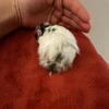 Baby Dalmatian hamster