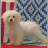 Mr Phoenix- White Maltipoo