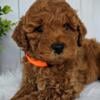 Mini Goldendoodles F1b