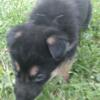 AKC German Shepherd Puppies Merrillville In. Lake county NWI Northwest Indiana Chicagoland