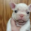 Frenchie babies ready to become part of a loving family!