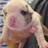 French Bulldogs puppies AKC  Carrier