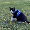 Sweet Bonded Pair Needs Forever Home - Must Stay Together