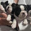 AKC Boston Terriers