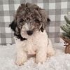 Asher is a Handsome, and very adorable F1bb Mini Sheepadoodle $750.00