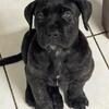 Cane corso pup