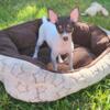 AKC TOY FOX TERRIER 