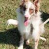 AKC Registered Red Merle Male Border Collie