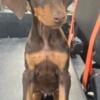 Doberman puppy