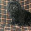 CAVATZU PUPPIES FOR SALE