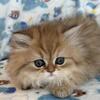 Teacup Persians