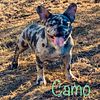 for stud only. Blue Merle French Bulldog Akc AY/At  dd n/EM n/KB