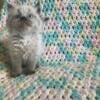 Persian/Himalayan Kittens for sale