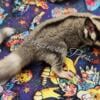 Summer sale on sugar gliders