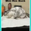 Mini      rex       Rabbits