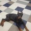Akc Registered 100% European Line Dobermans