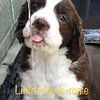 AKC English Springer Spaniel puppy SOLD