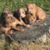 Bully Puppies!