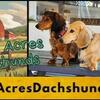 AKC mini long hair dachshund puppies